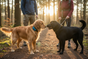 Deux chiens en forêt heure dorée